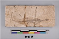 藏品(巴西中龍)的圖片